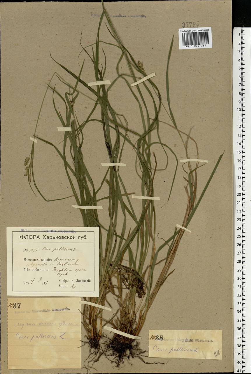 Carex pallescens L., Eastern Europe, North Ukrainian region (E11) (Ukraine)