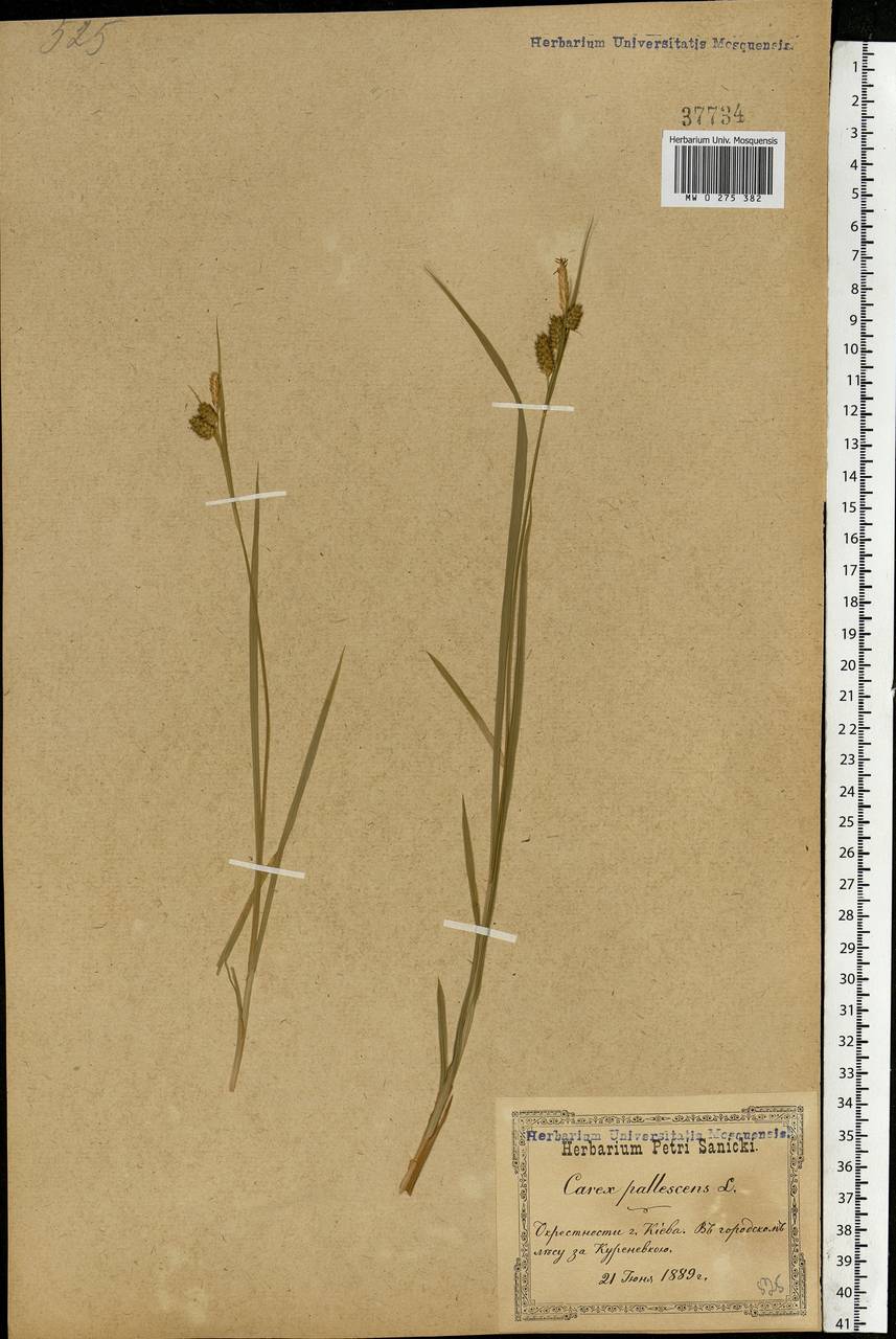 Carex pallescens L., Eastern Europe, North Ukrainian region (E11) (Ukraine)