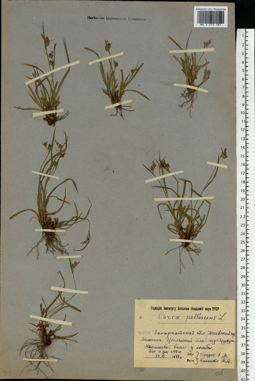 Carex pallescens L., Eastern Europe, West Ukrainian region (E13) (Ukraine)