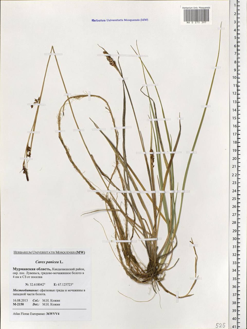 Carex panicea L., Eastern Europe, Northern region (E1) (Russia)