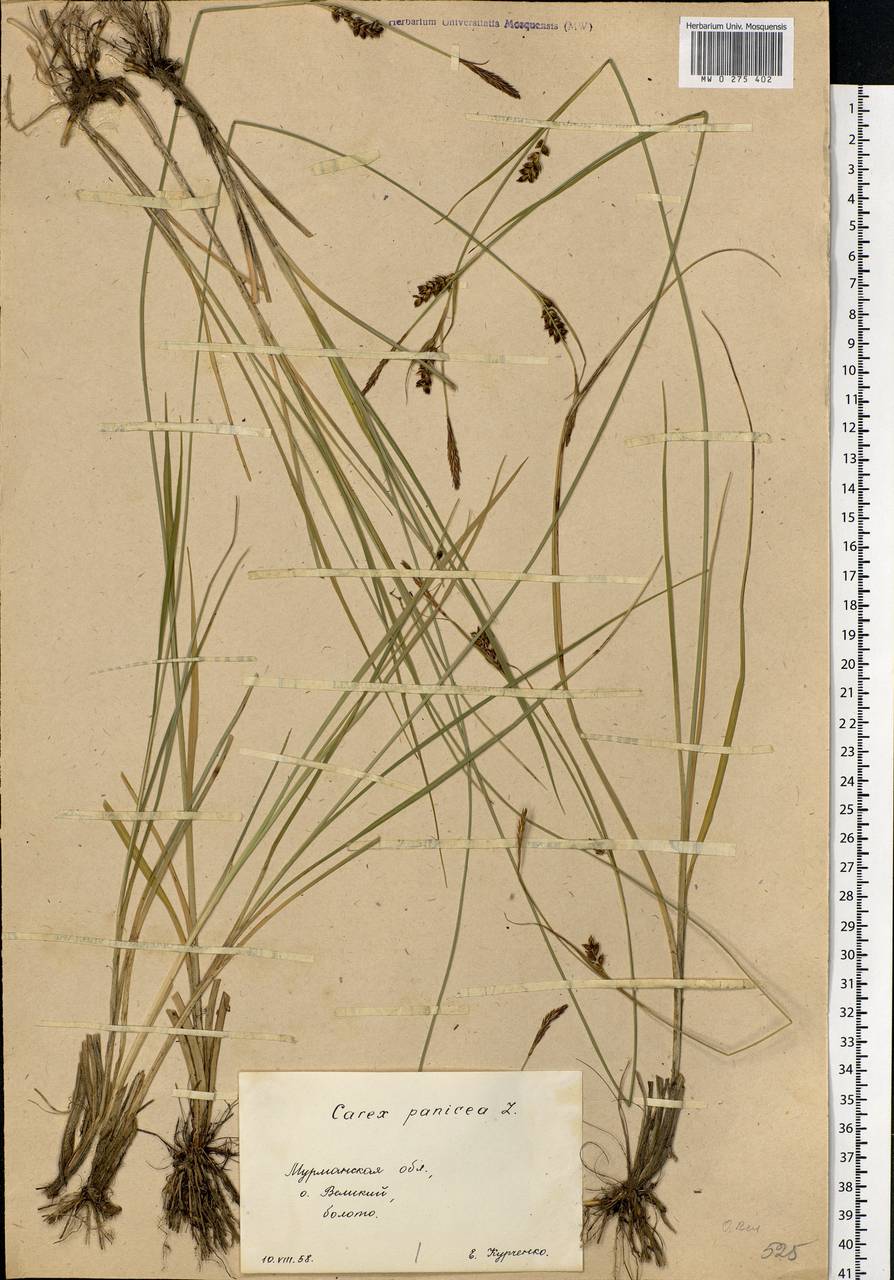 Carex panicea L., Eastern Europe, Northern region (E1) (Russia)