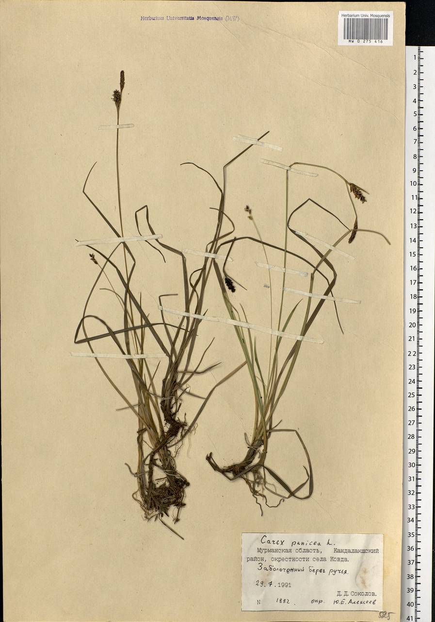 Carex panicea L., Eastern Europe, Northern region (E1) (Russia)