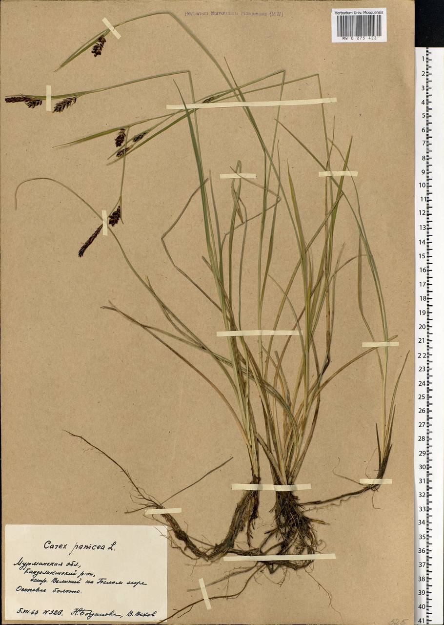 Carex panicea L., Eastern Europe, Northern region (E1) (Russia)