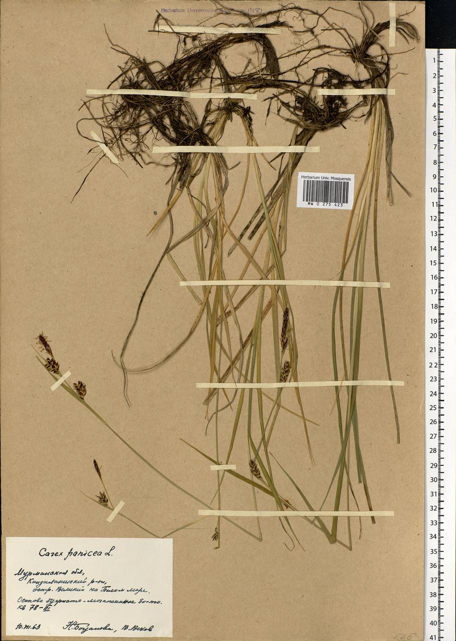 Carex panicea L., Eastern Europe, Northern region (E1) (Russia)