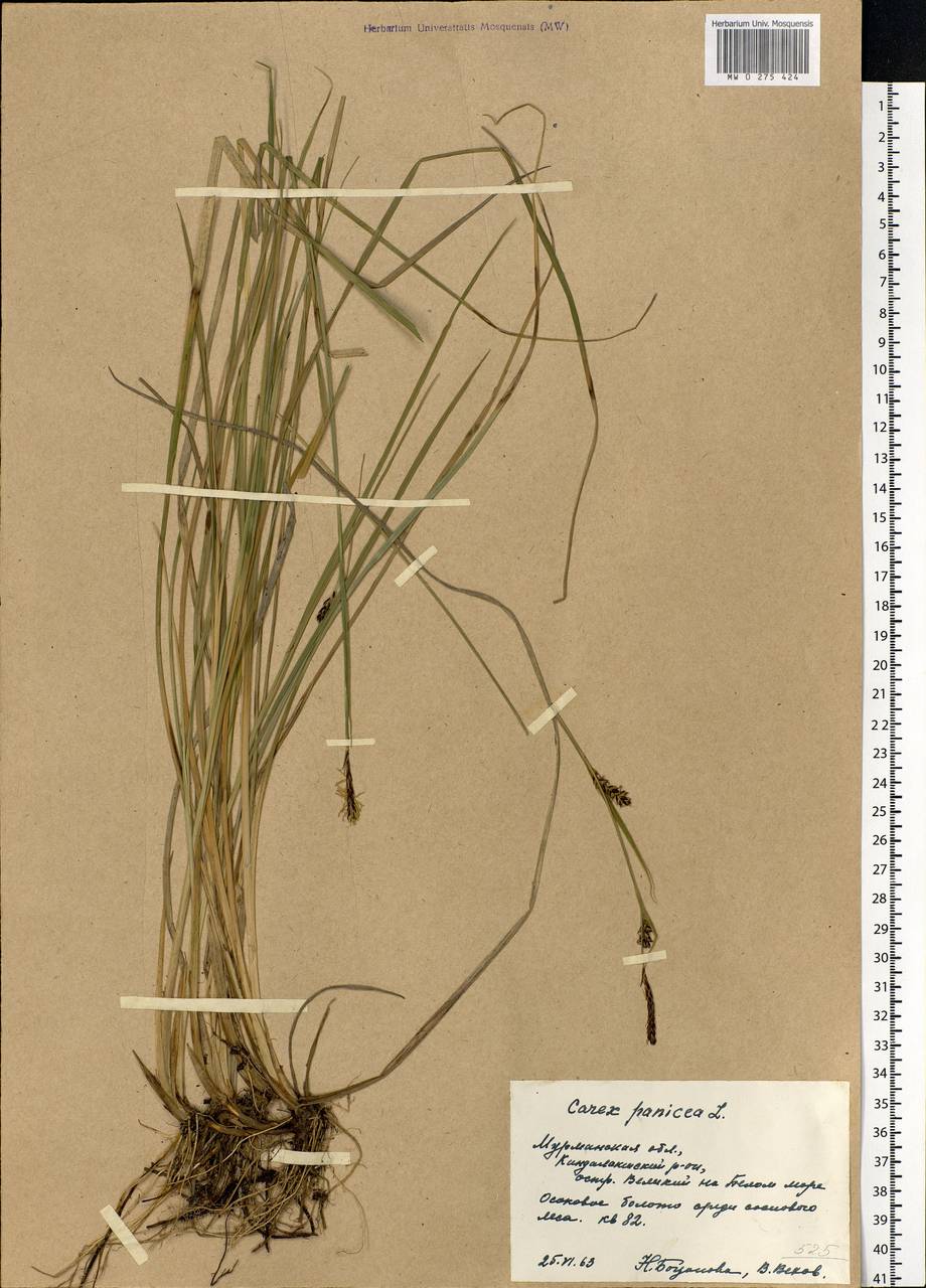 Carex panicea L., Eastern Europe, Northern region (E1) (Russia)