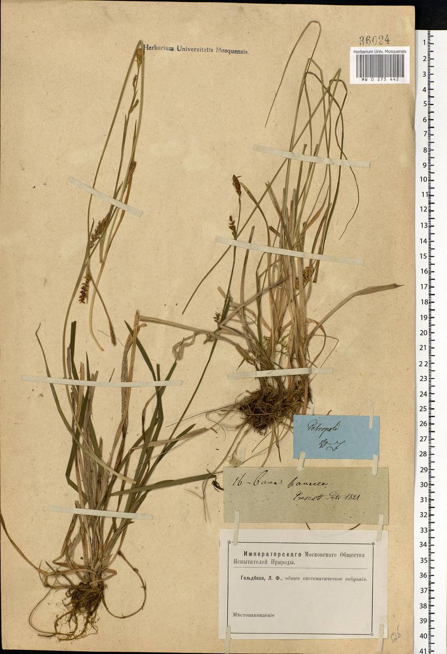 Carex panicea L., Eastern Europe, North-Western region (E2) (Russia)