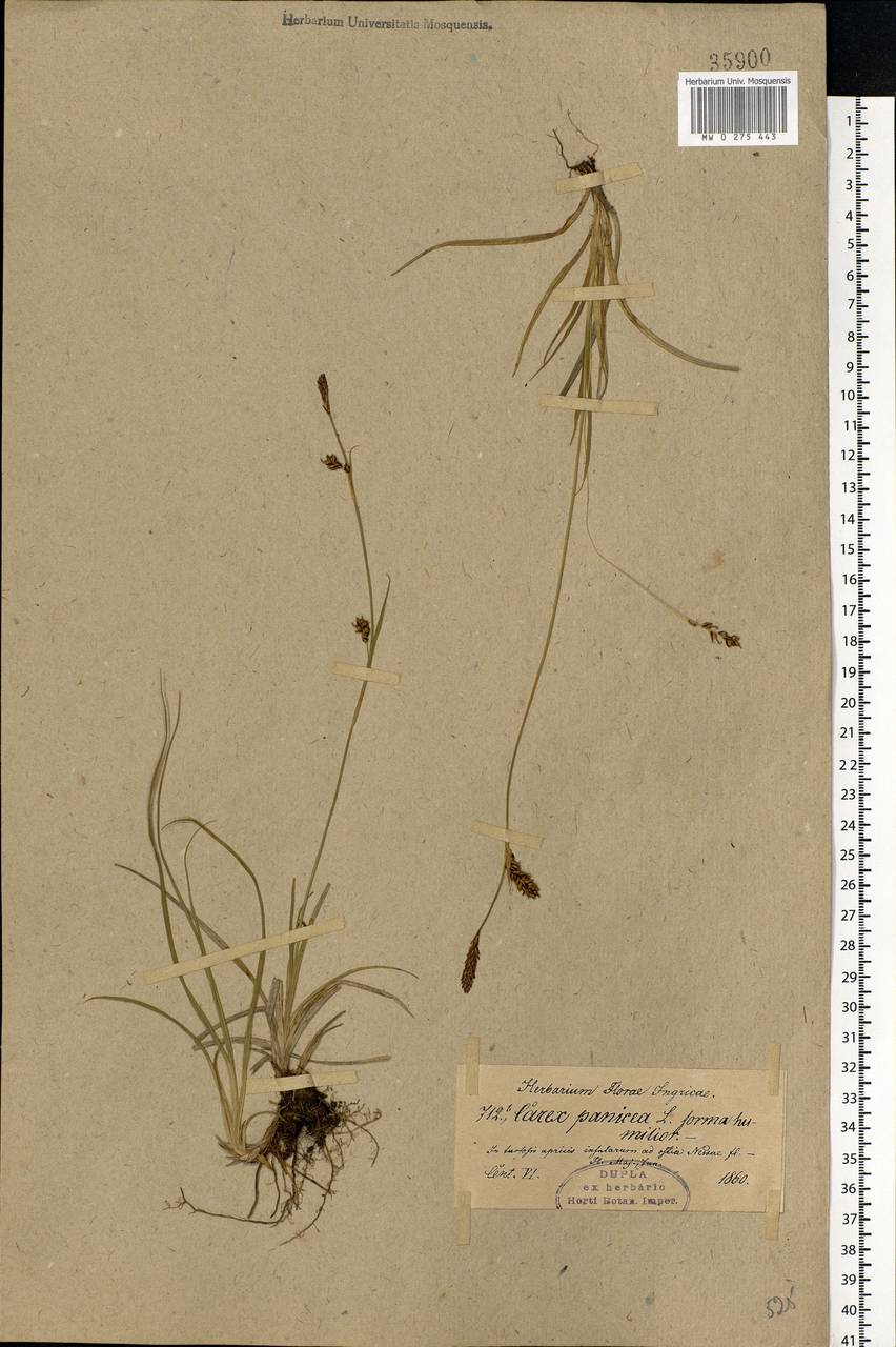 Carex panicea L., Eastern Europe, North-Western region (E2) (Russia)