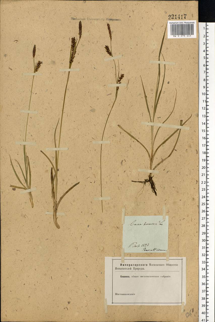 Carex panicea L., Eastern Europe, North-Western region (E2) (Russia)