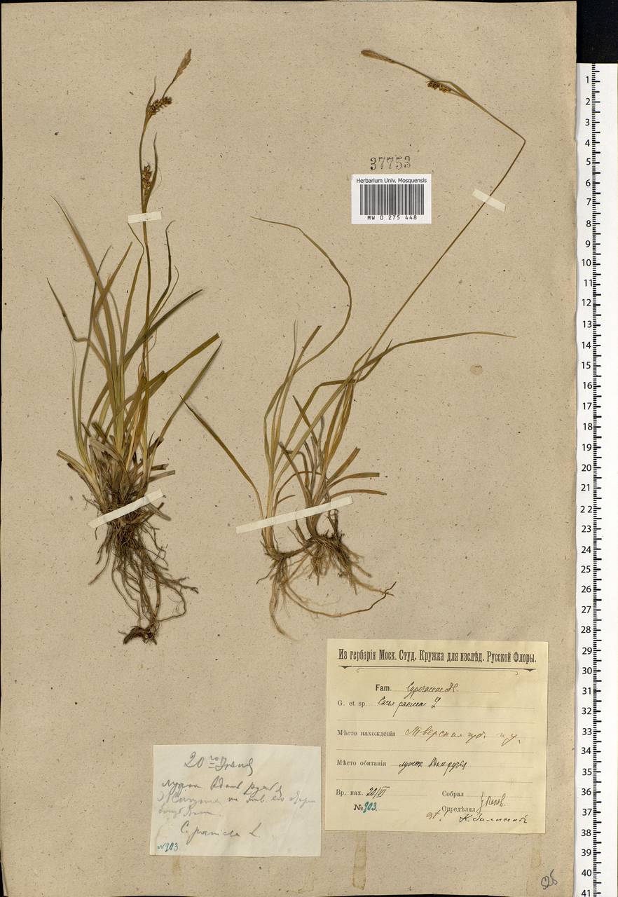 Carex panicea L., Eastern Europe, North-Western region (E2) (Russia)