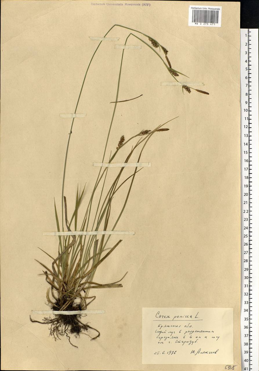 Carex panicea L., Eastern Europe, Western region (E3) (Russia)