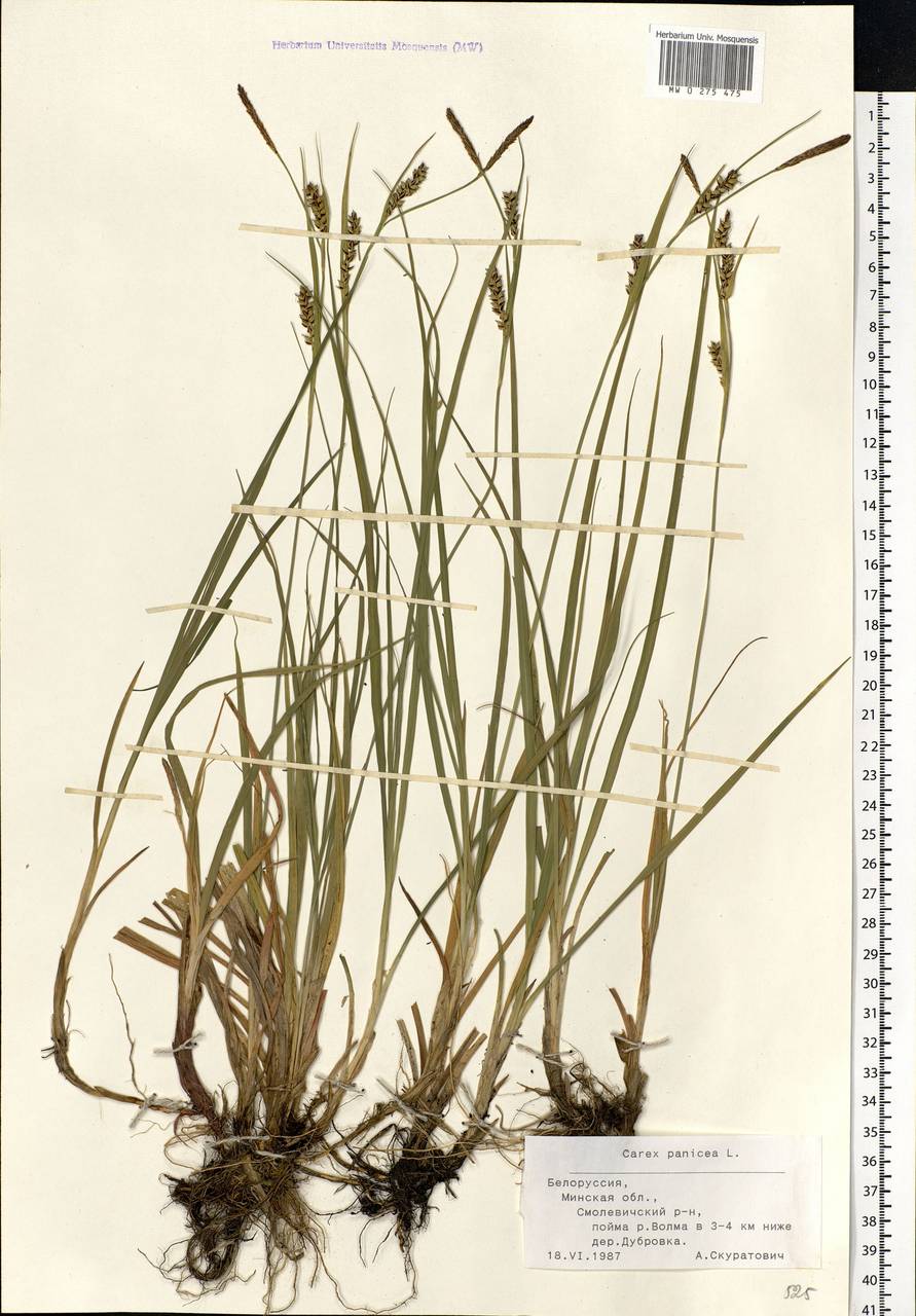 Carex panicea L., Eastern Europe, Belarus (E3a) (Belarus)