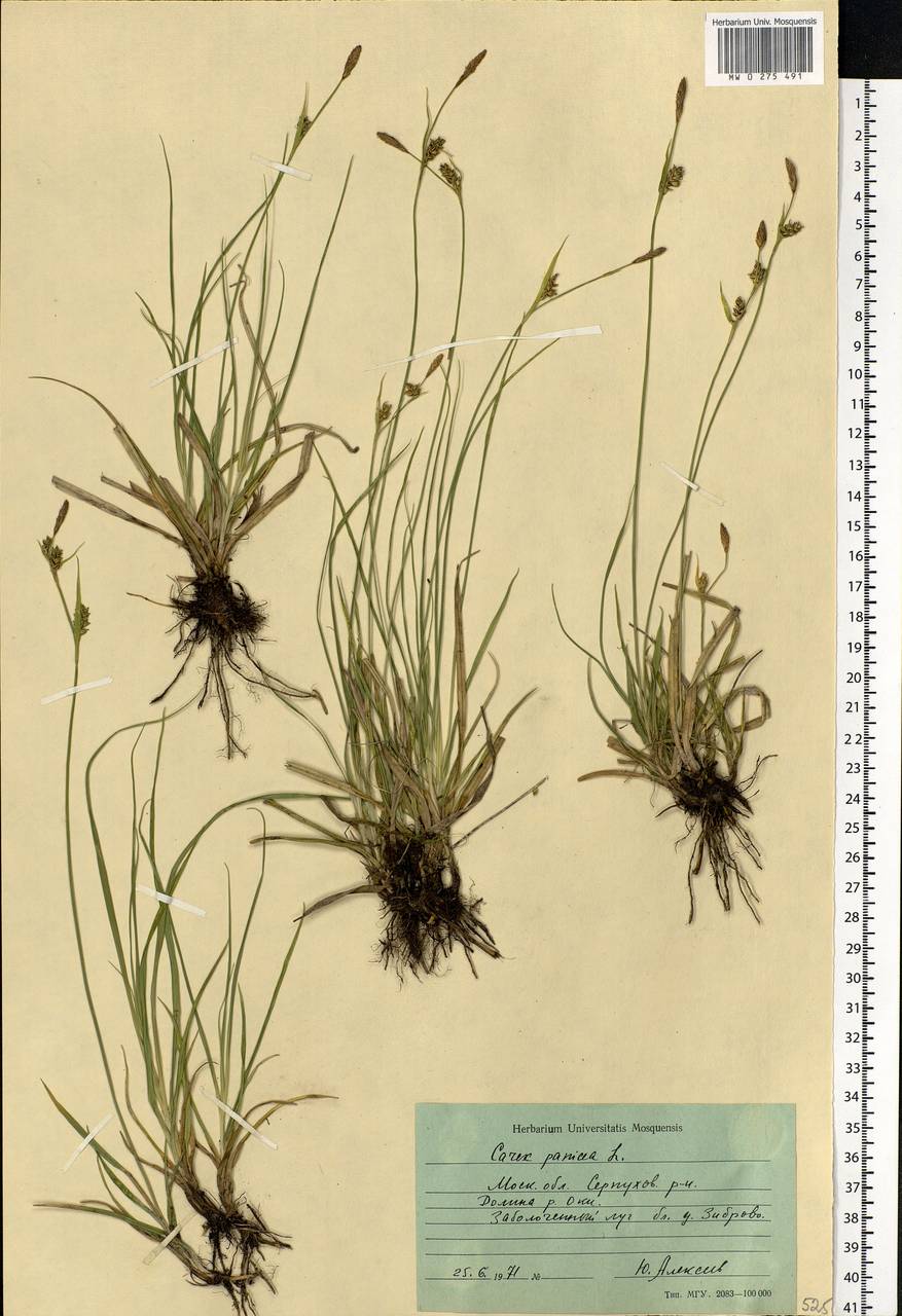 Carex panicea L., Eastern Europe, Moscow region (E4a) (Russia)