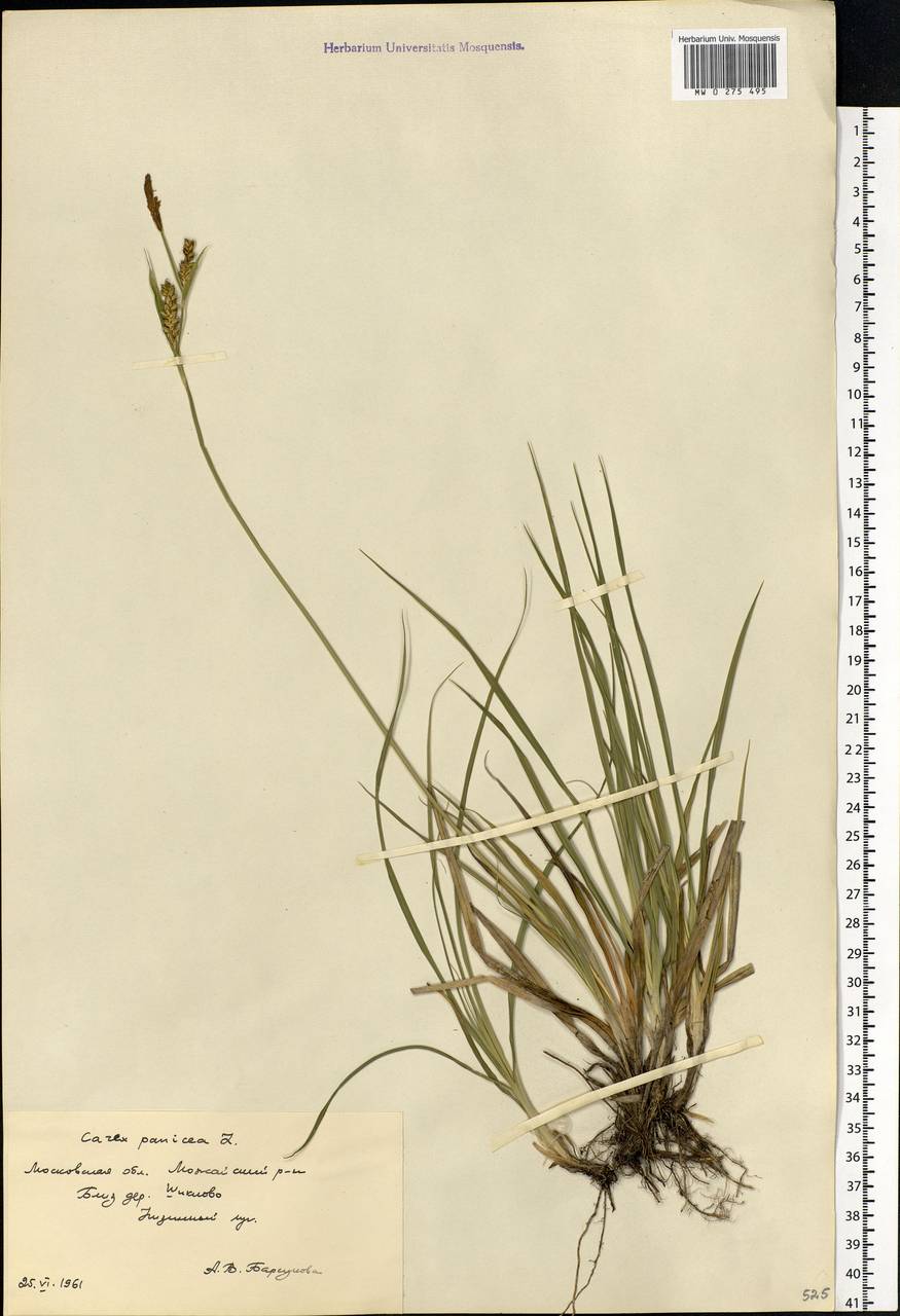 Carex panicea L., Eastern Europe, Moscow region (E4a) (Russia)