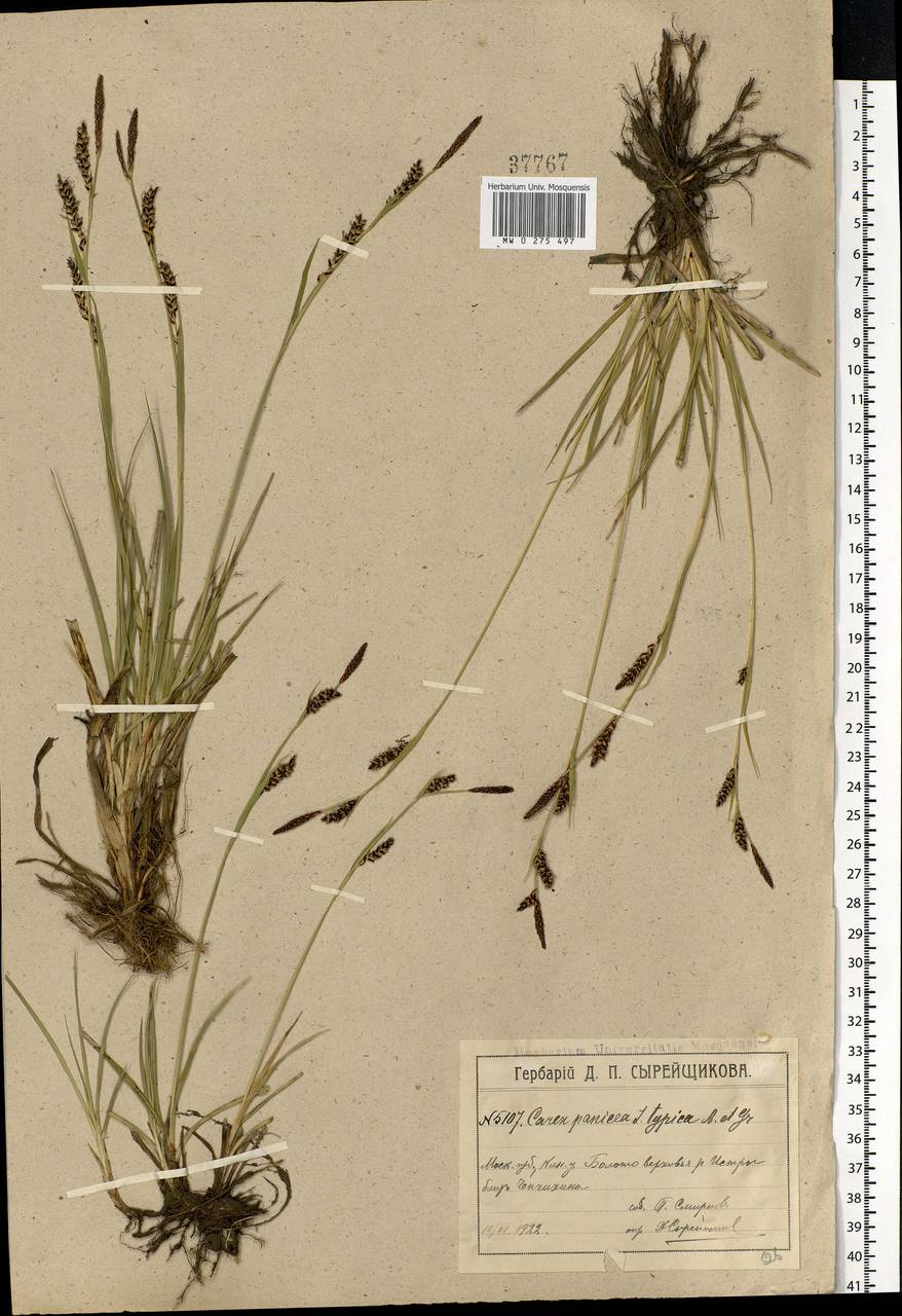 Carex panicea L., Eastern Europe, Moscow region (E4a) (Russia)