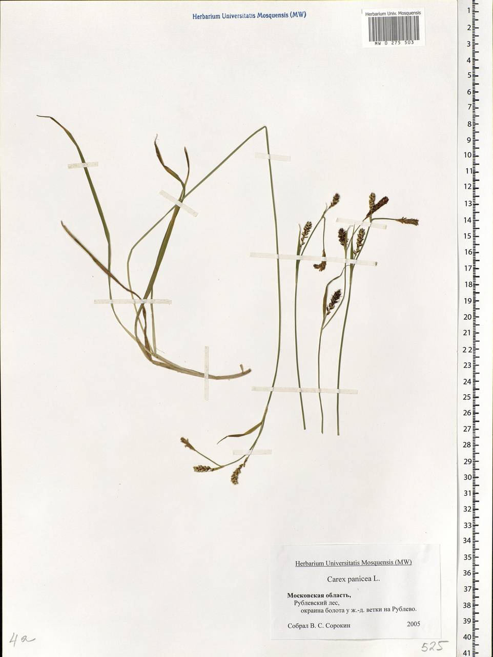 Carex panicea L., Eastern Europe, Moscow region (E4a) (Russia)