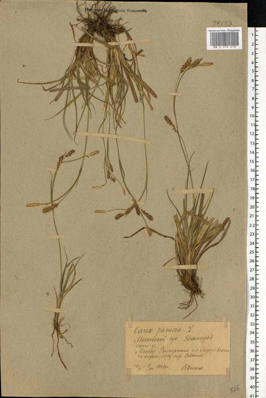 Carex panicea L., Eastern Europe, Moscow region (E4a) (Russia)