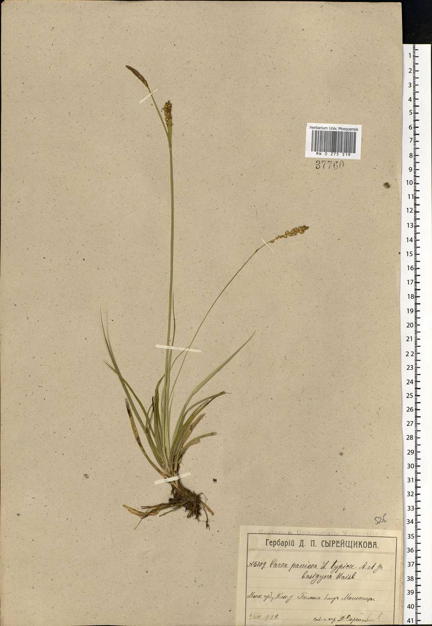 Carex panicea L., Eastern Europe, Moscow region (E4a) (Russia)