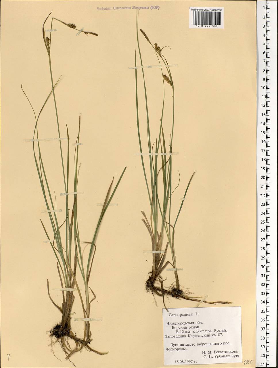 Carex panicea L., Eastern Europe, Volga-Kama region (E7) (Russia)