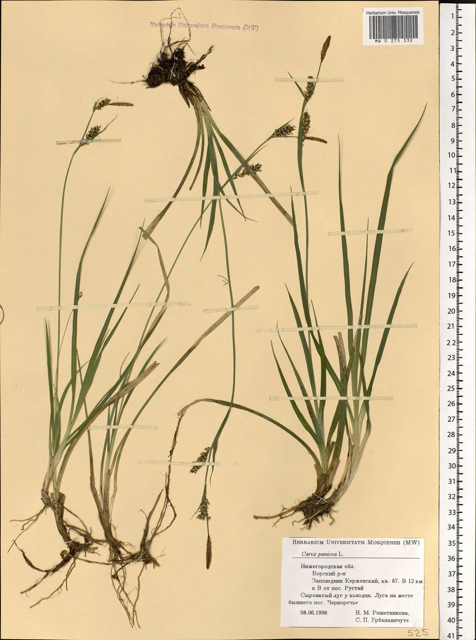 Carex panicea L., Eastern Europe, Volga-Kama region (E7) (Russia)