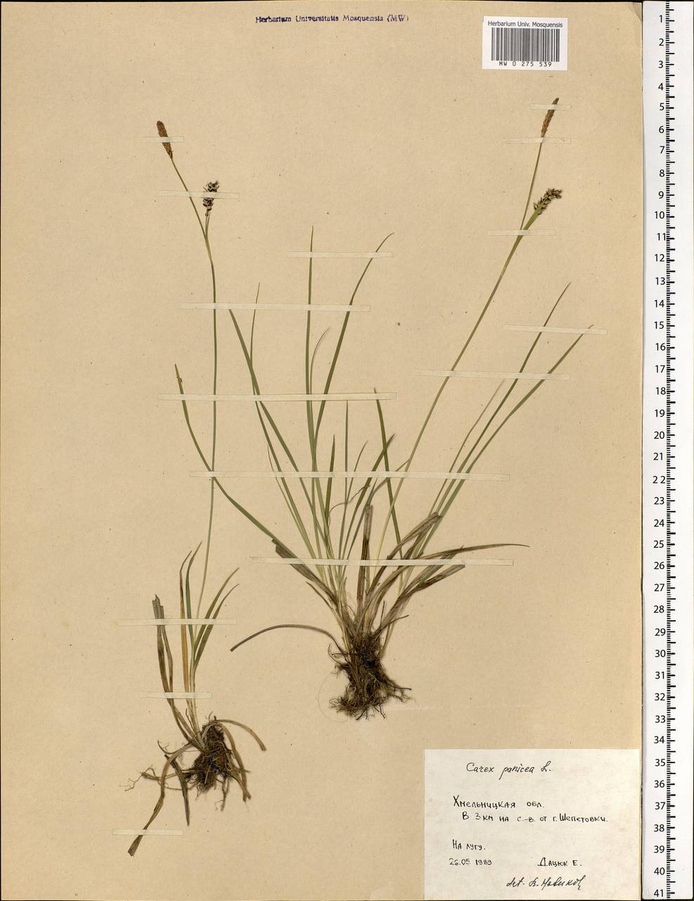 Carex panicea L., Eastern Europe, South Ukrainian region (E12) (Ukraine)