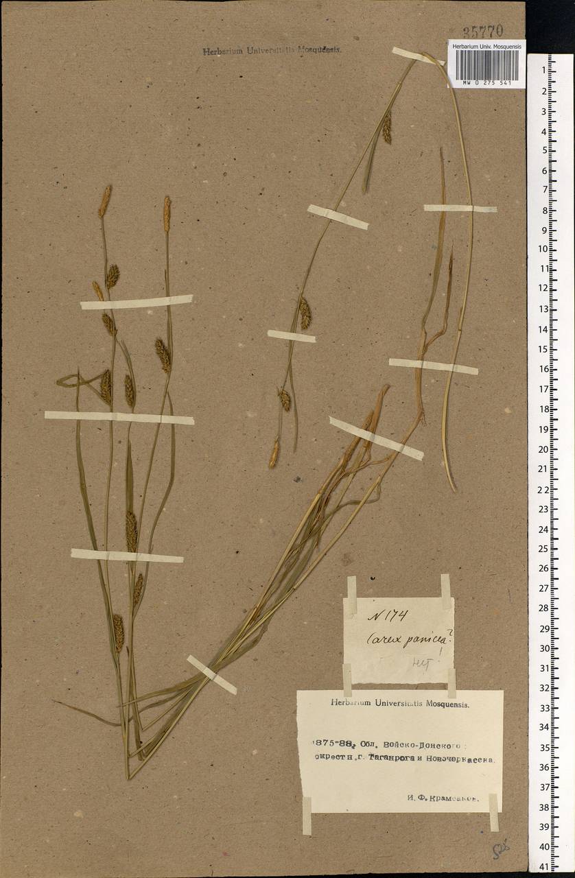 Carex panicea L., Eastern Europe, Rostov Oblast (E12a) (Russia)