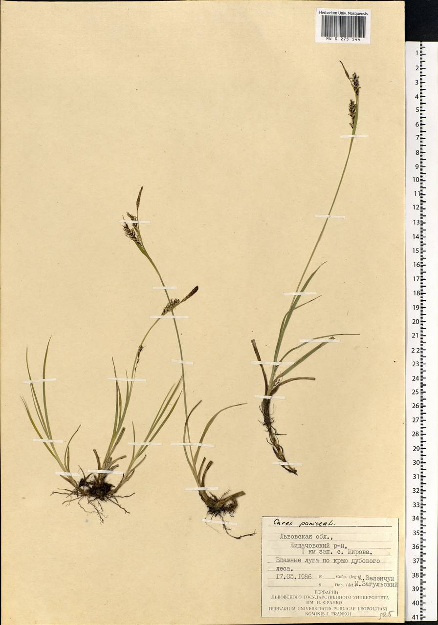 Carex panicea L., Eastern Europe, West Ukrainian region (E13) (Ukraine)