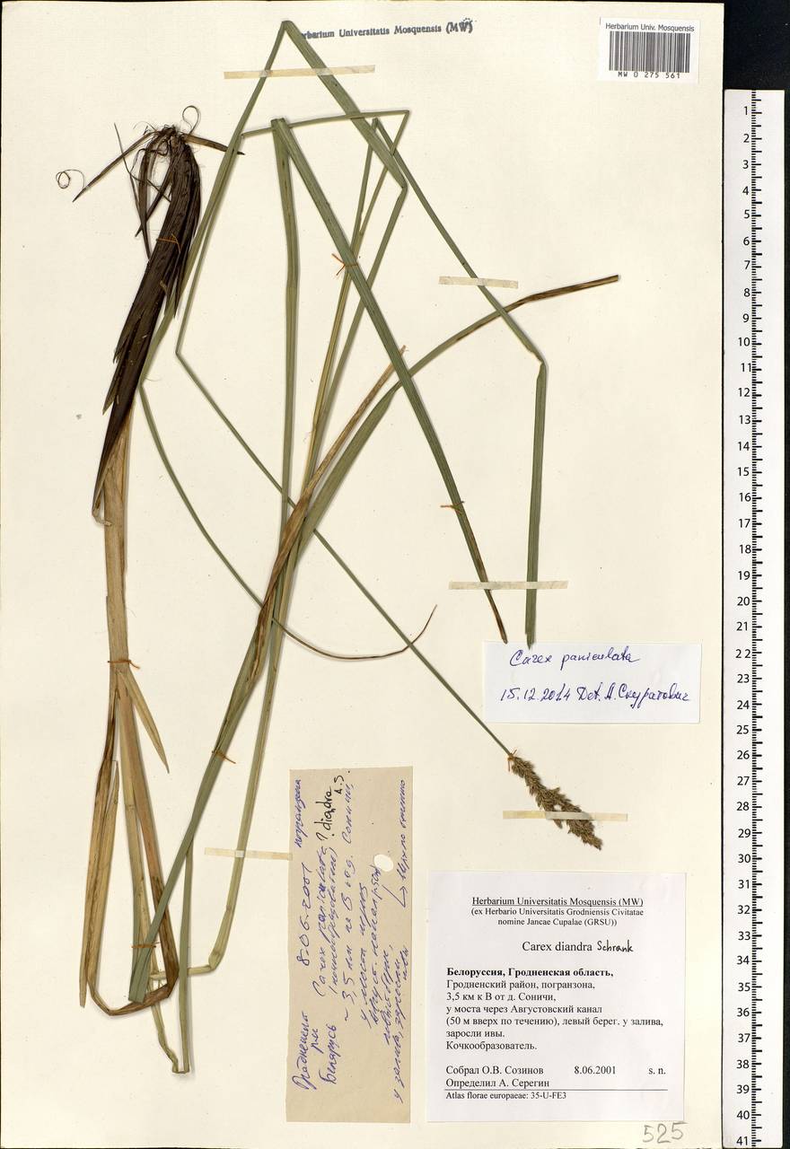 Carex paniculata L., Eastern Europe, Belarus (E3a) (Belarus)