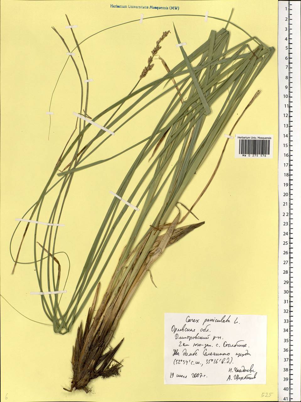 Carex paniculata L., Eastern Europe, Central forest-and-steppe region (E6) (Russia)