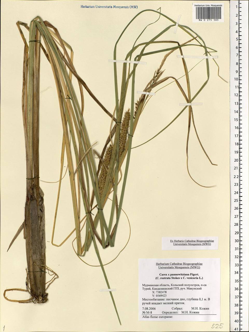 Carex involuta (Bab.) Syme, Eastern Europe, Northern region (E1) (Russia)