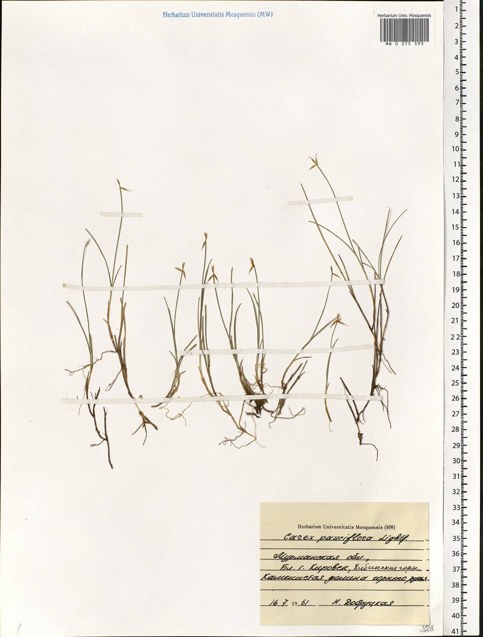 Carex pauciflora Lightf., Eastern Europe, Northern region (E1) (Russia)