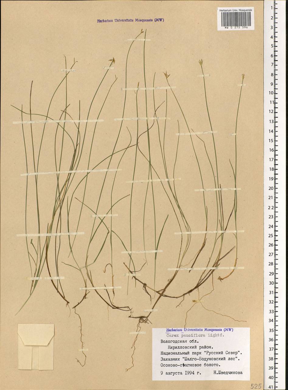 Carex pauciflora Lightf., Eastern Europe, Northern region (E1) (Russia)