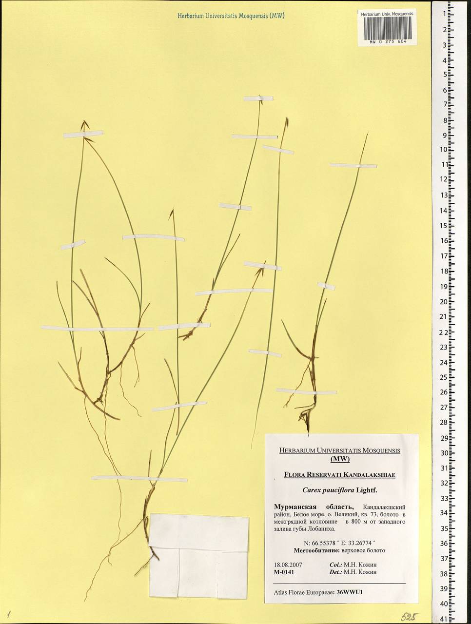Carex pauciflora Lightf., Eastern Europe, Northern region (E1) (Russia)