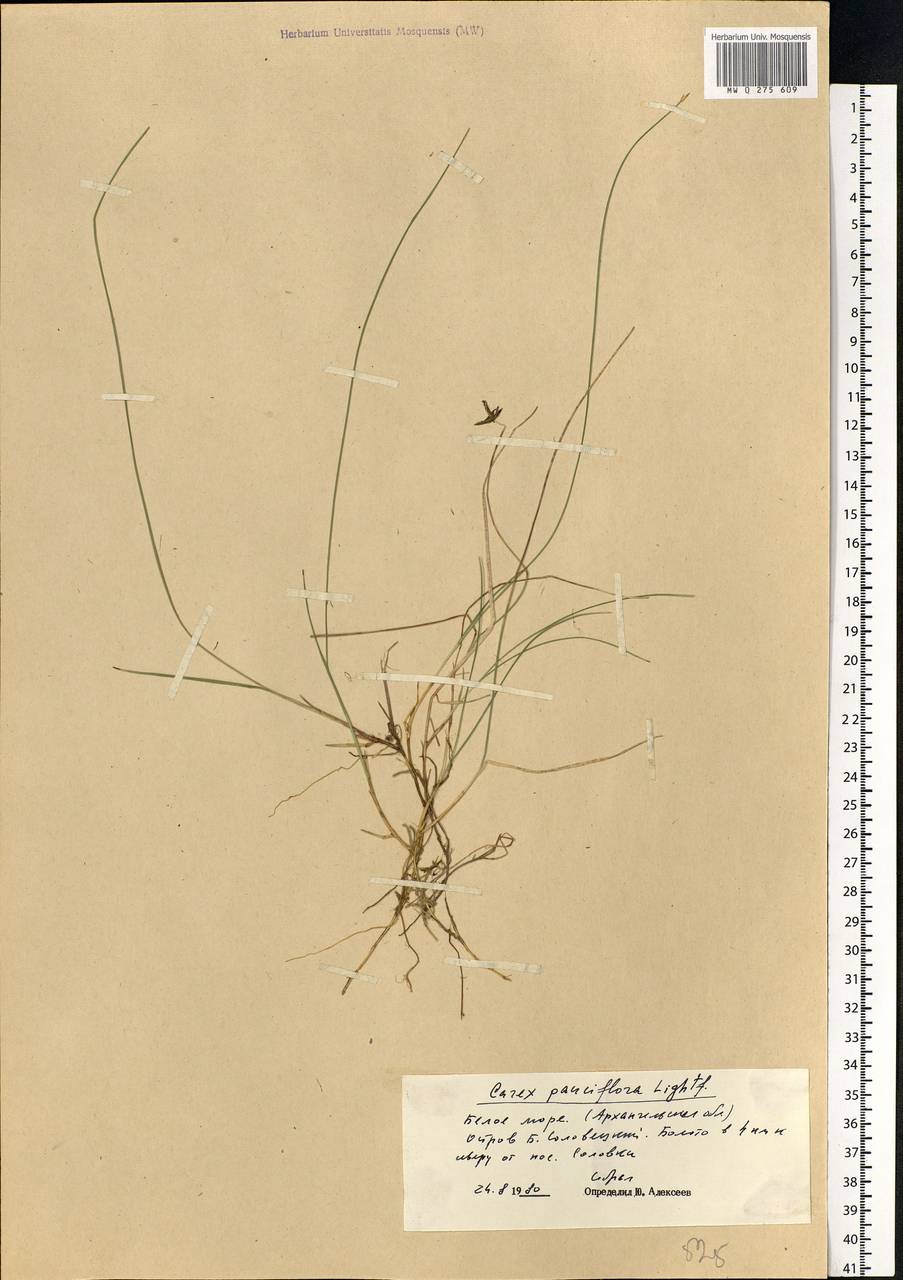 Carex pauciflora Lightf., Eastern Europe, Northern region (E1) (Russia)