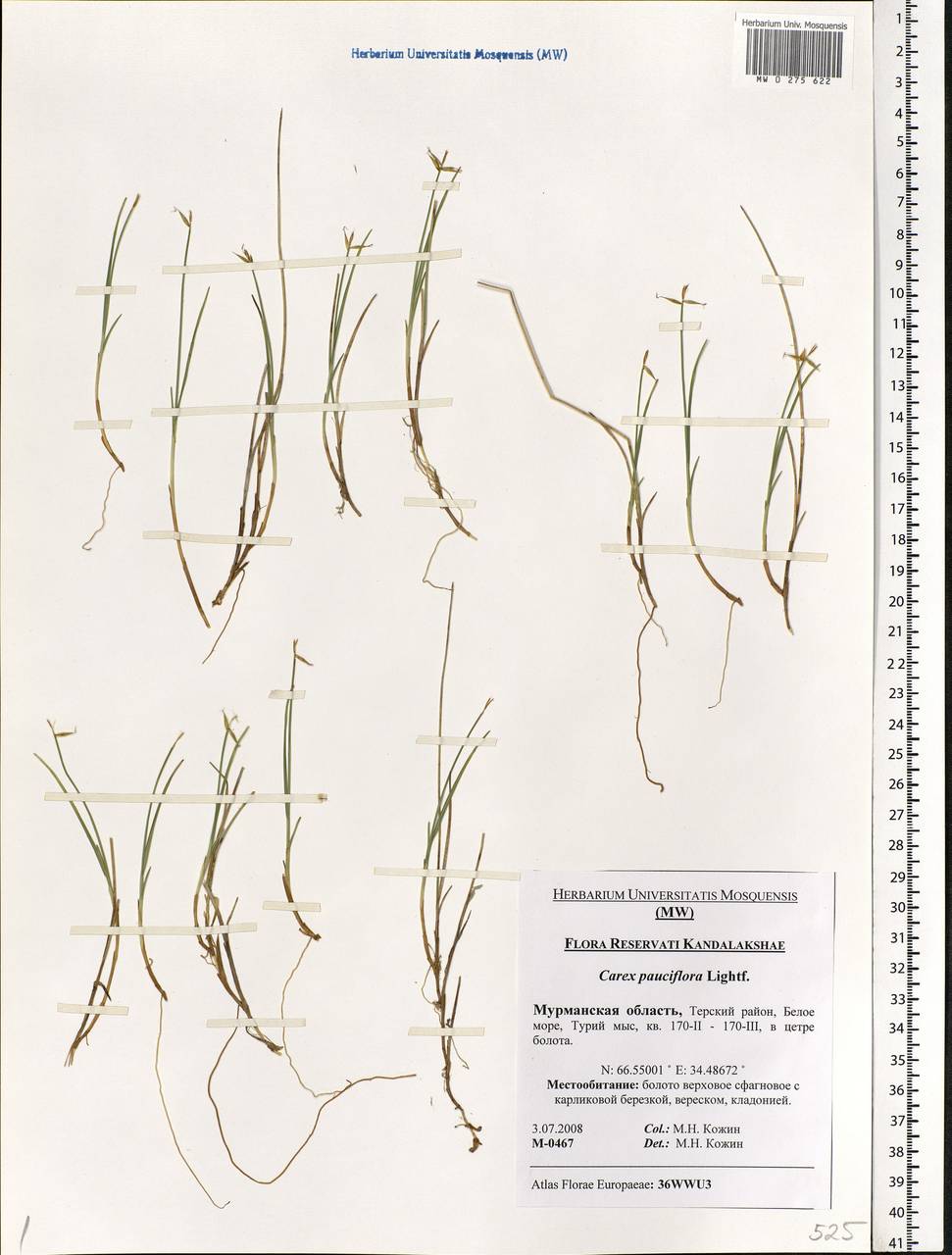 Carex pauciflora Lightf., Eastern Europe, Northern region (E1) (Russia)