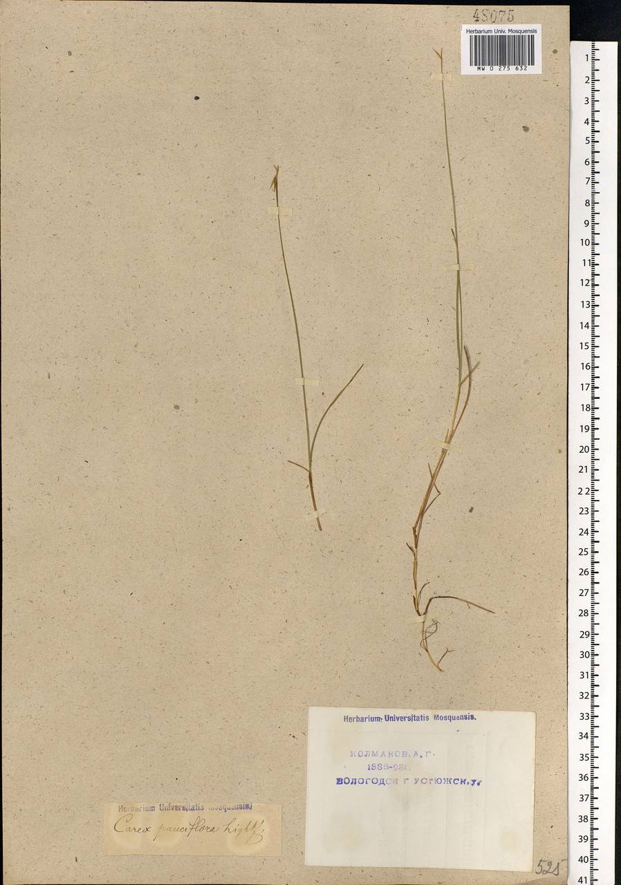 Carex pauciflora Lightf., Eastern Europe, Northern region (E1) (Russia)
