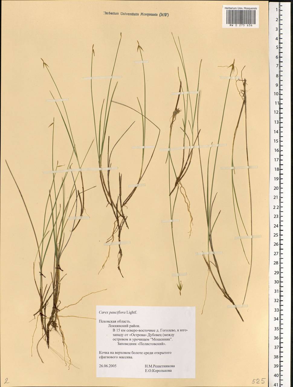 Carex pauciflora Lightf., Eastern Europe, North-Western region (E2) (Russia)