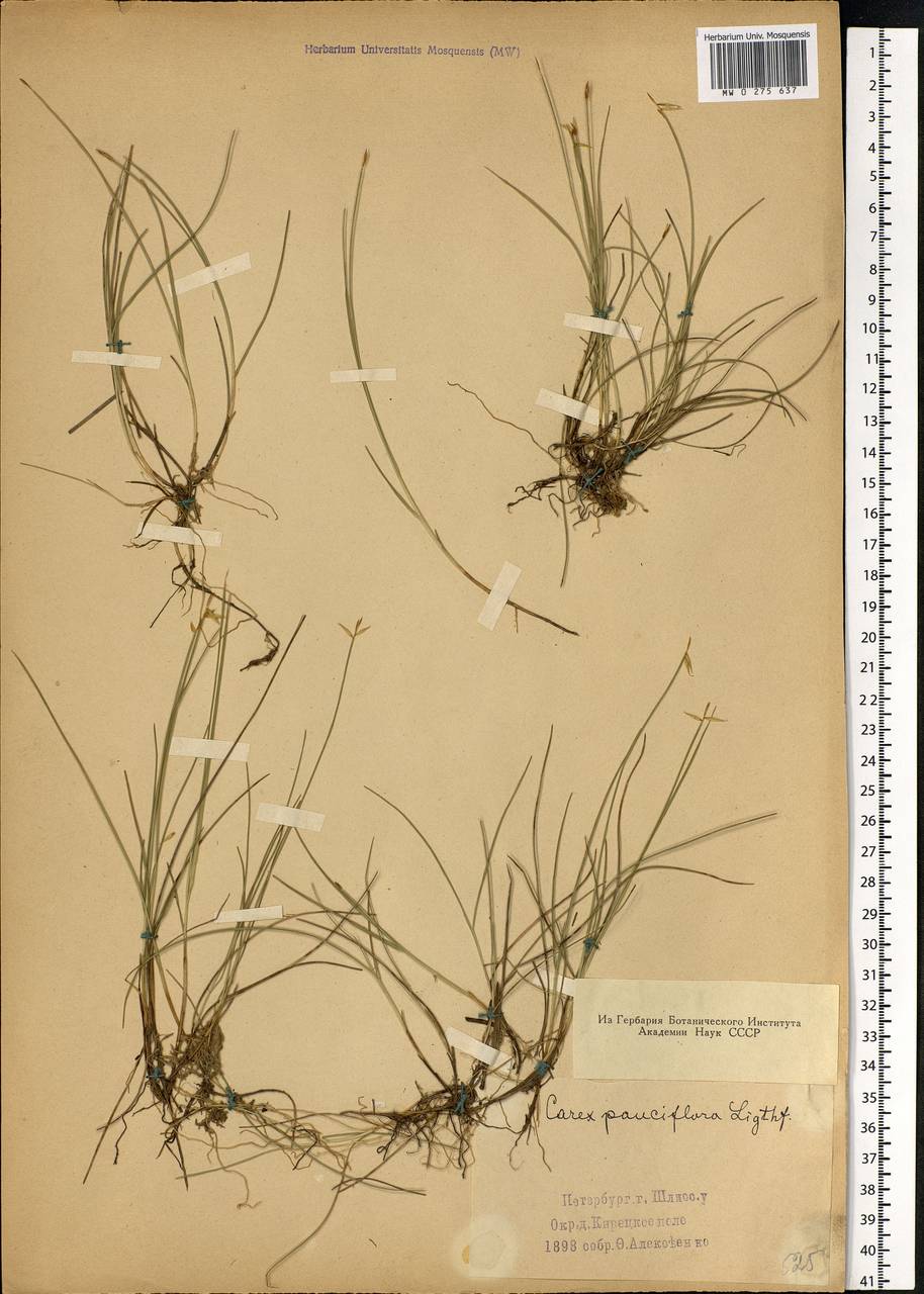 Carex pauciflora Lightf., Eastern Europe, North-Western region (E2) (Russia)