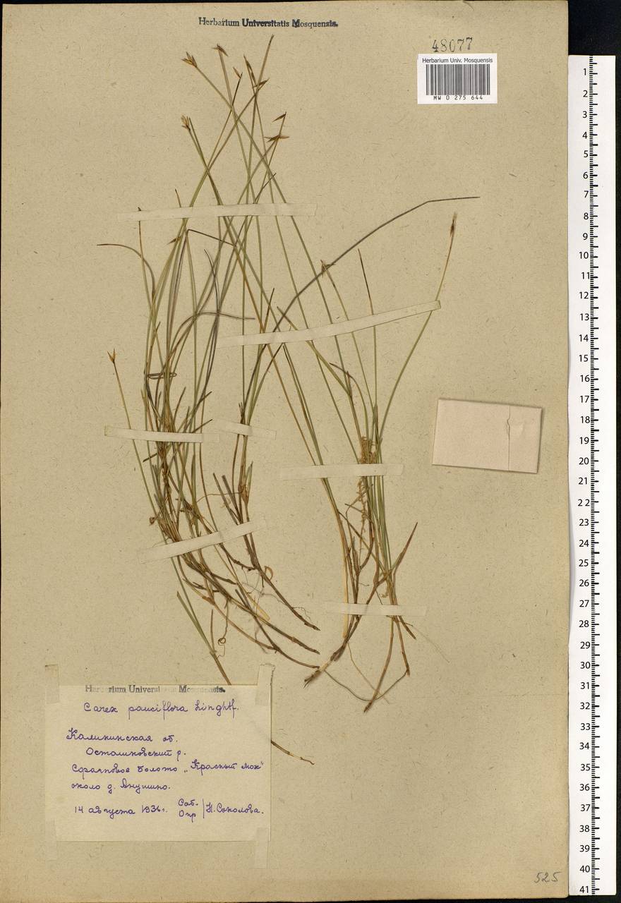 Carex pauciflora Lightf., Eastern Europe, North-Western region (E2) (Russia)