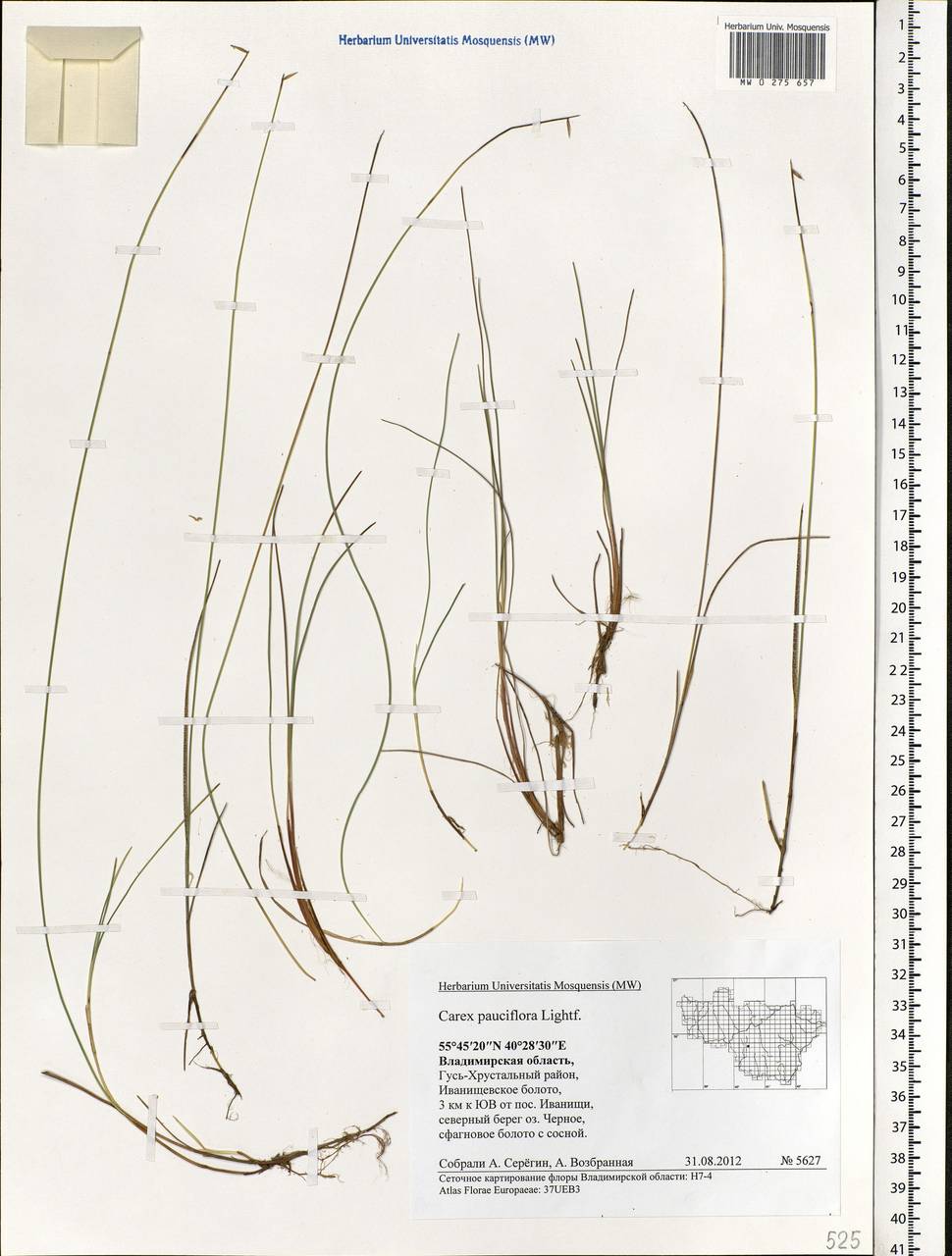 Carex pauciflora Lightf., Eastern Europe, Central region (E4) (Russia)