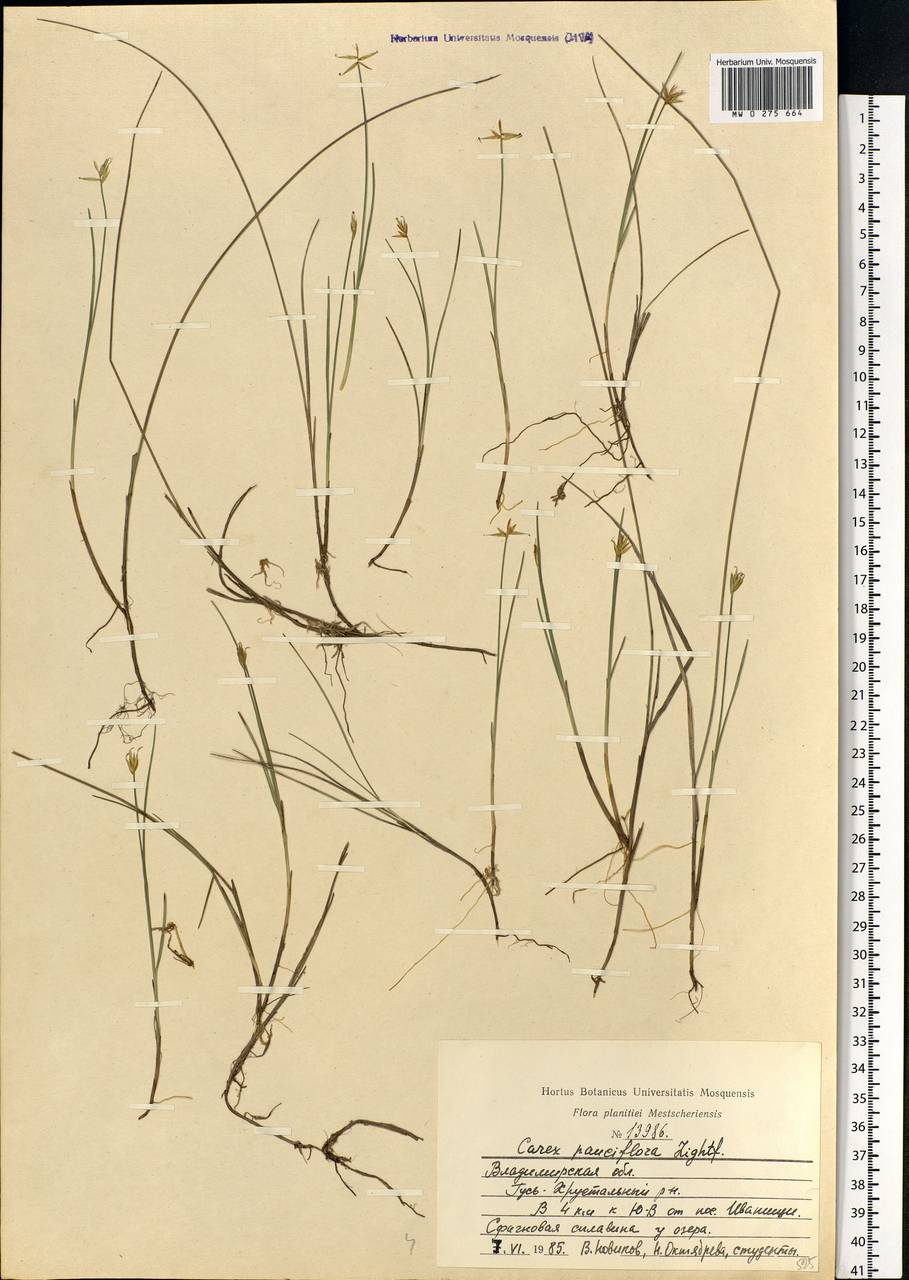 Carex pauciflora Lightf., Eastern Europe, Central region (E4) (Russia)