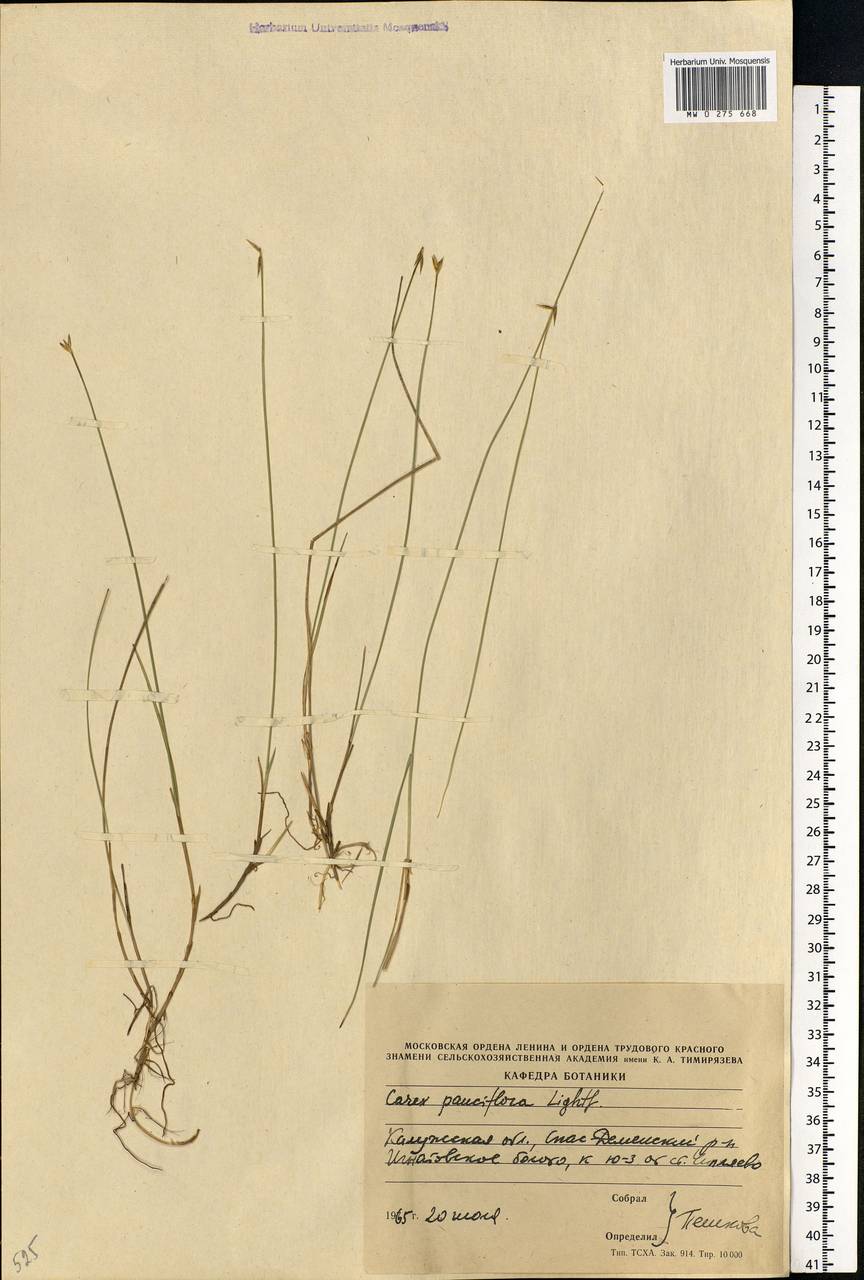 Carex pauciflora Lightf., Eastern Europe, Central region (E4) (Russia)