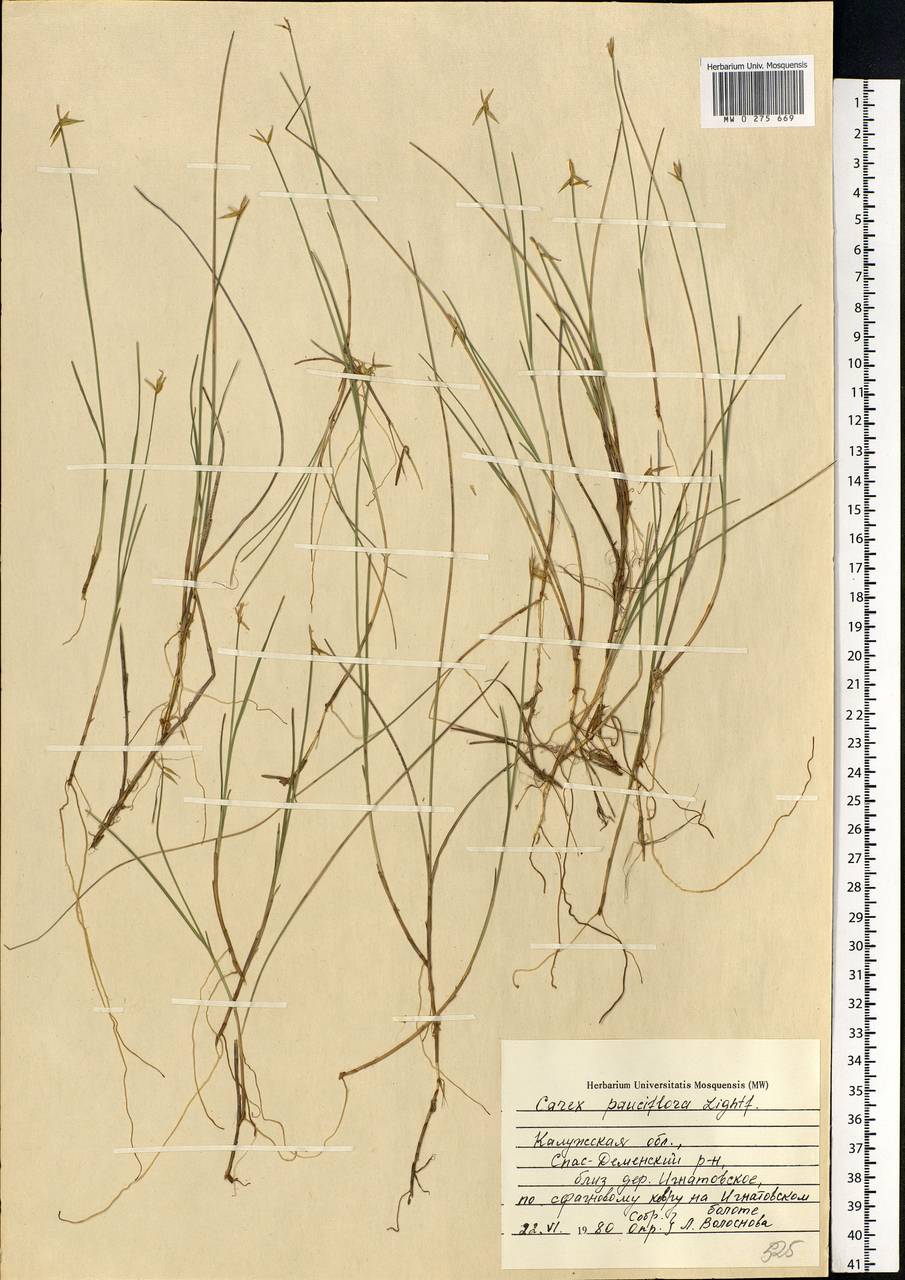 Carex pauciflora Lightf., Eastern Europe, Central region (E4) (Russia)