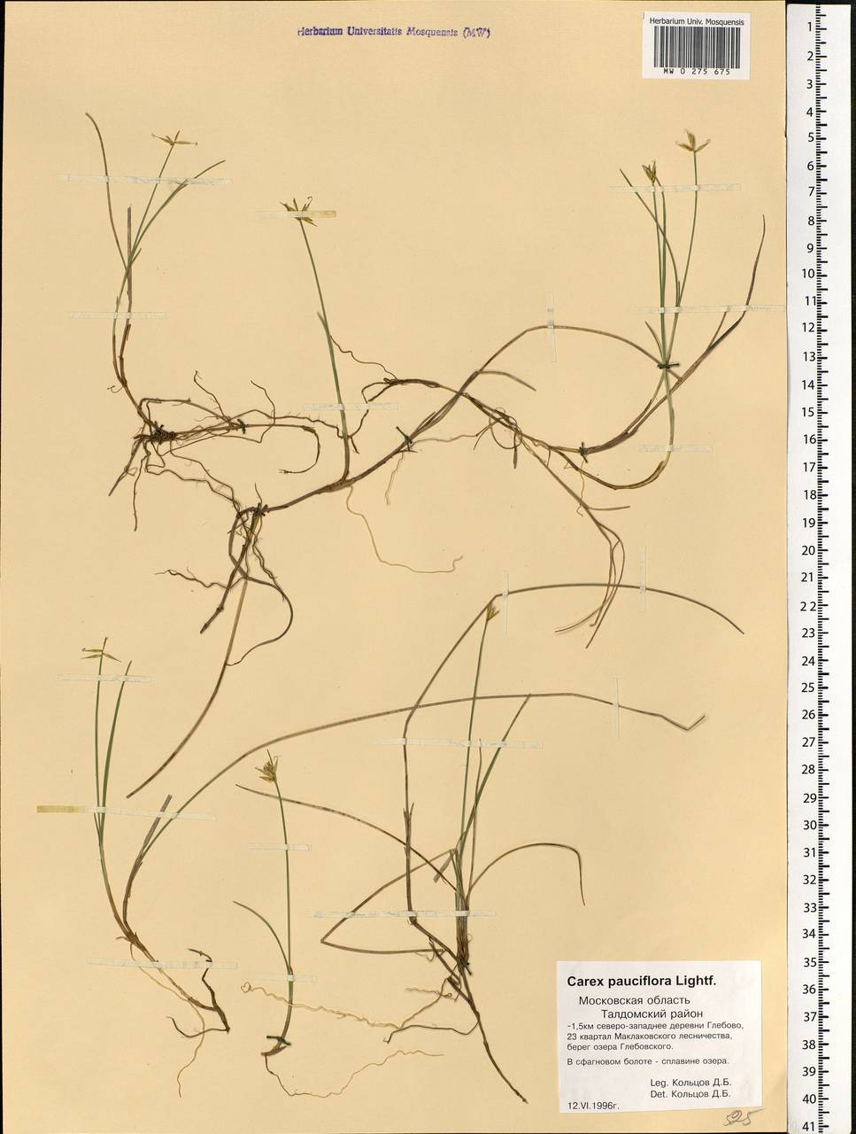 Carex pauciflora Lightf., Eastern Europe, Moscow region (E4a) (Russia)