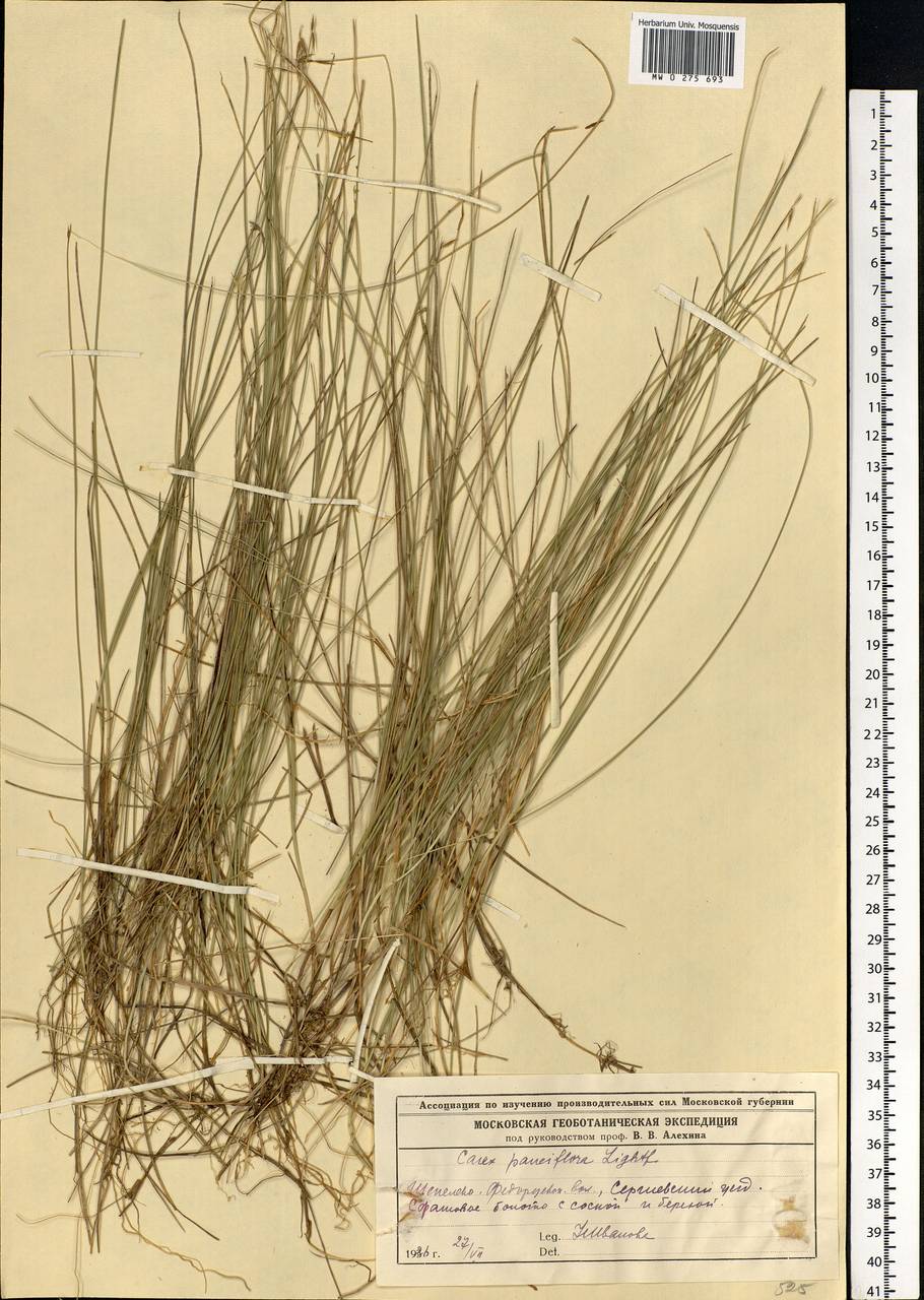 Carex pauciflora Lightf., Eastern Europe, Moscow region (E4a) (Russia)