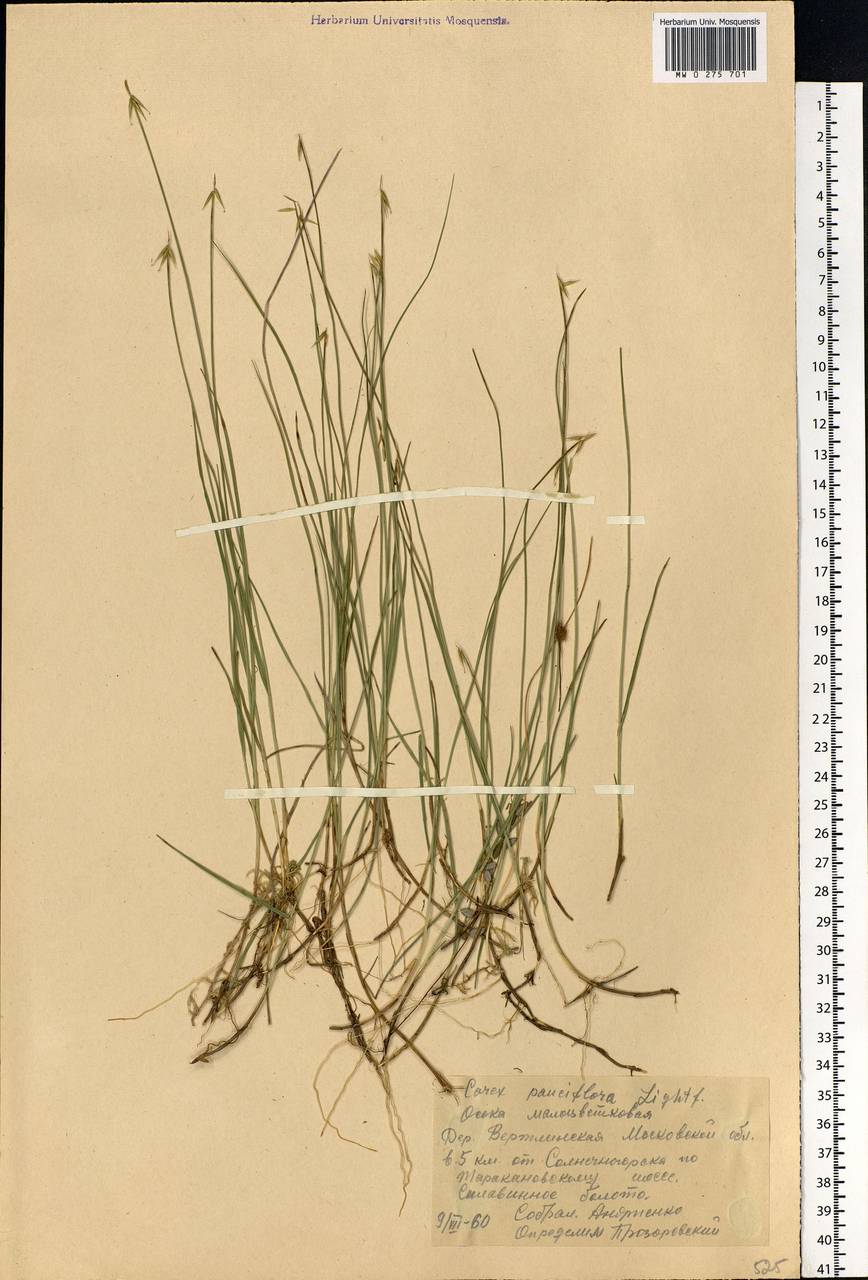 Carex pauciflora Lightf., Eastern Europe, Moscow region (E4a) (Russia)
