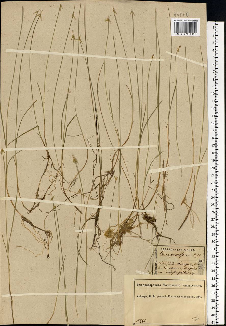 Carex pauciflora Lightf., Eastern Europe, Central forest region (E5) (Russia)