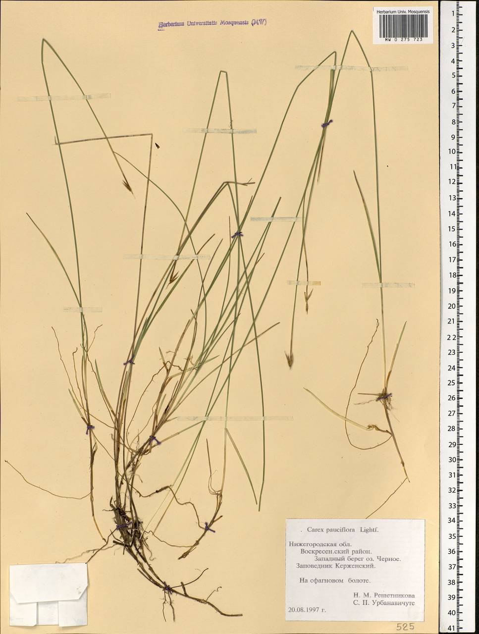 Carex pauciflora Lightf., Eastern Europe, Volga-Kama region (E7) (Russia)