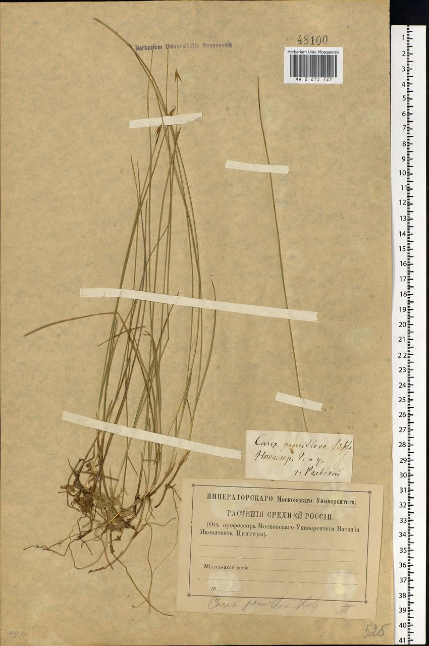 Carex pauciflora Lightf., Eastern Europe, Volga-Kama region (E7) (Russia)