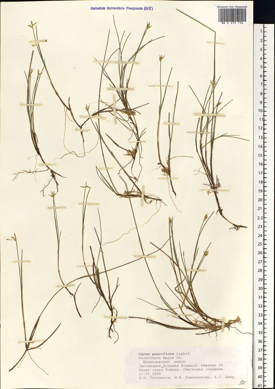 Carex pauciflora Lightf., Eastern Europe, Middle Volga region (E8) (Russia)
