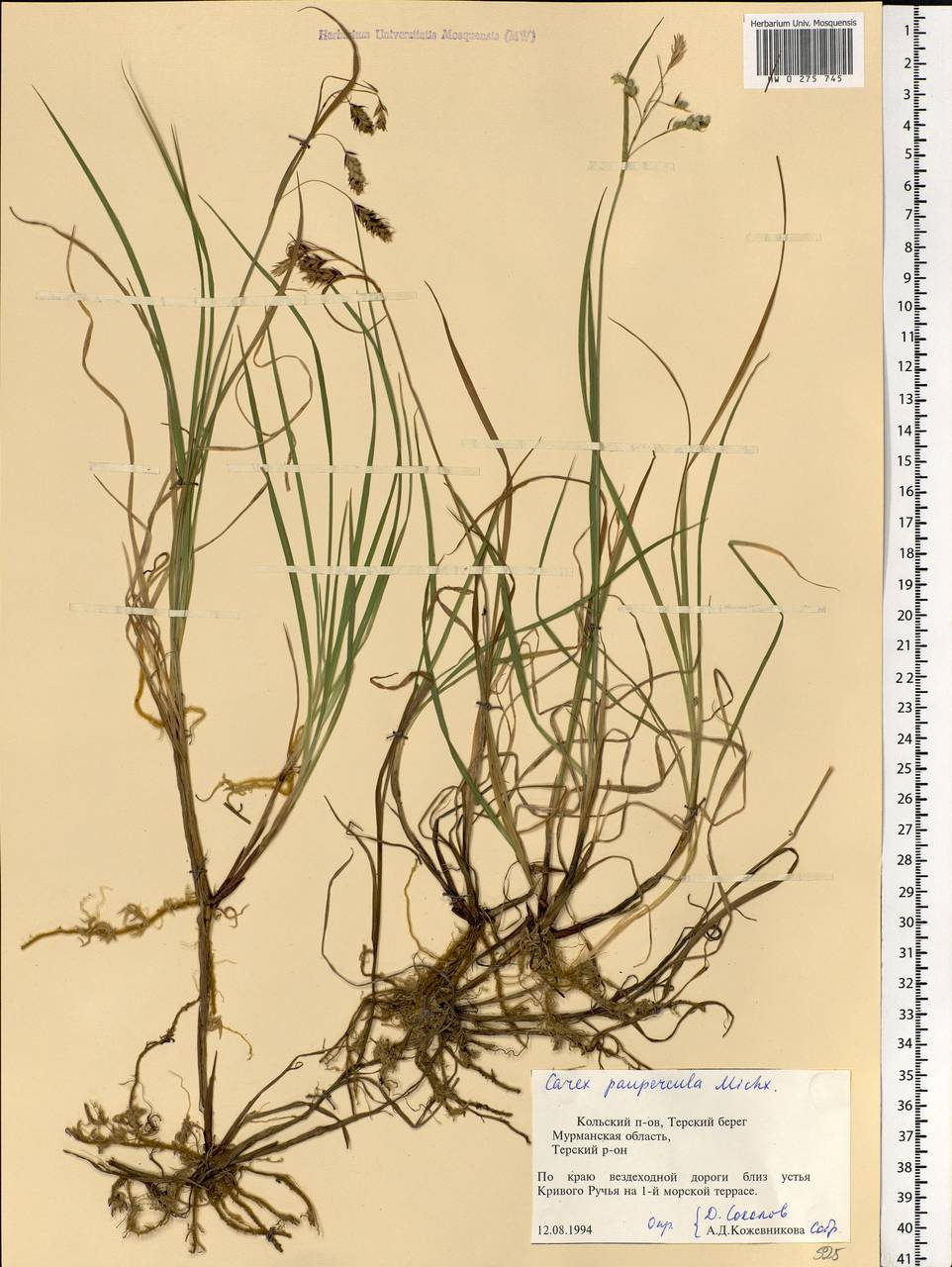 Carex magellanica subsp. irrigua (Wahlenb.) Hiitonen, Eastern Europe, Northern region (E1) (Russia)